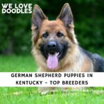 German Shepherd Puppies in Kentucky