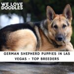 German Shepherd Puppies in Las Vegas