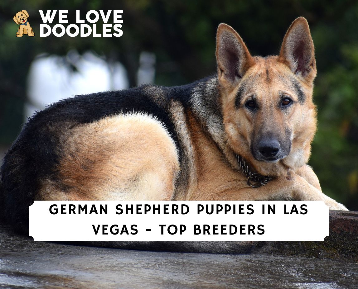 German Shepherd Puppies in Las Vegas: Top 5 Breeders! (2023) - We Love ...