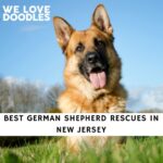 German Shepherd Rescues in New Jersey
