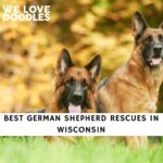 German Shepherd Rescues in Wisconsin