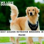 Golden Retriever Breeders in Maine