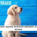 Golden Retriever Breeders in Nevada