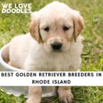 Golden Retriever Breeders in Rhode Island