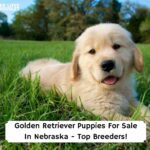 Golden-Retriever-Puppies-For-Sale-In-Nebraska-Top-Breeders-template
