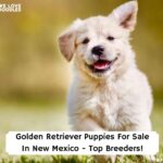 Golden-Retriever-Puppies-For-Sale-In-New-Mexico-Top-Breeders-template