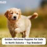 Golden-Retriever-Puppies-For-Sale-In-North-Dakota-Top-Breeders-template