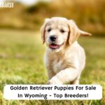 Golden-Retriever-Puppies-For-Sale-In-Wyoming-Top-Breeders-template