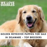 Golden Retriever Puppies For Sale in Delaware