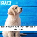 Golden Retriever Rescues in Maryland