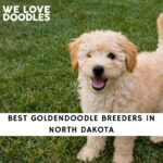 Goldendoodle Breeders in North Dakota