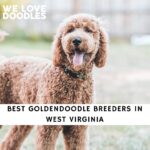 Goldendoodle Breeders in West Virginia