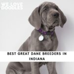 Great Dane Breeders in Indiana