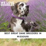 Great Dane Breeders in Missouri
