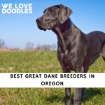 Great Dane Breeders in Oregon