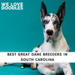 Great Dane Breeders in South Carolina