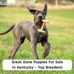 Great-Dane-Puppies-For-Sale-In-Kentucky-Top-Breeders-template