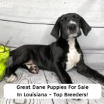 Great-Dane-Puppies-For-Sale-In-Louisiana-Top-Breeders-template