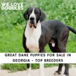 Great Dane Puppies For Sale in Georgia