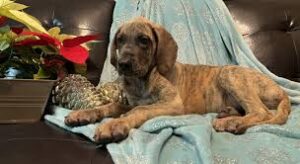 Great Danes of The Ozarks