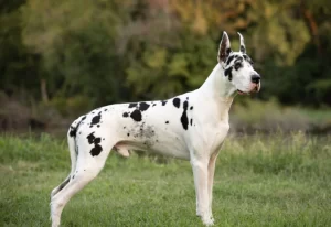Great Danoodle Puppies – Top Breeders in the U.S. -GreatDanBUSA