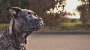 Great Dog Rescue New England 