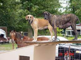 GreatDanes4U