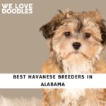 Havanese Breeders in Alabama