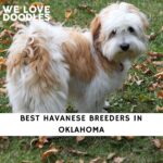 Havanese Breeders in Oklahoma