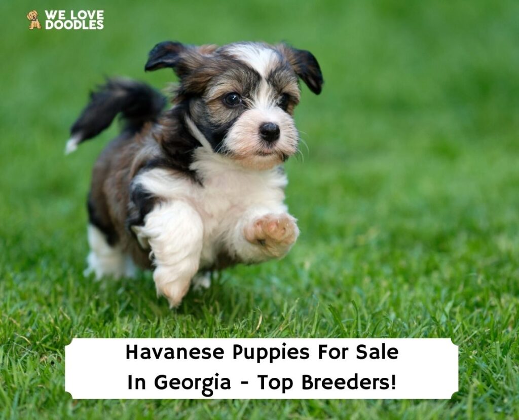 what are the congenital diseases in a havanese puppy