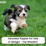 Havanese-Puppies-For-Sale-In-Georgia-Top-Breeders-template