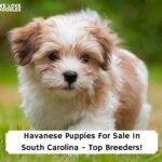 Havanese-Puppies-For-Sale-In-South-Carolina-Top-Breeders-template