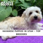Havanese Puppies in Utah