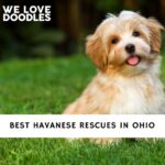 Havanese Rescues in Ohio