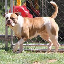 Heritage Bulldogs -EngBullBSC