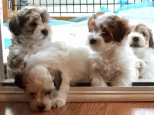 Highborn Havanese -HavaBGeorg