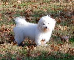 Hinz-N-Co Havanese & Max