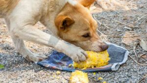 is corn flour good for dogs