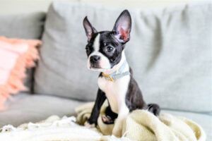 How Much Does a Boston Terrier Cost in Arizona?