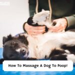 How-To-Massage-A-Dog-To-Poop-template