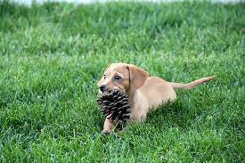 are pine cones poisonous to dogs