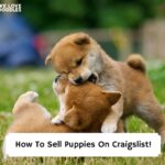 How-To-Sell-Puppies-On-Craigslist-template