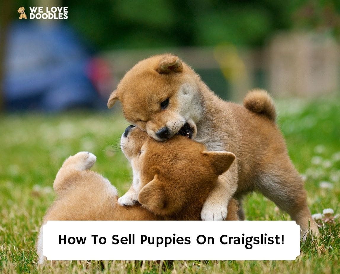 can you post a dog for sale on craigslist