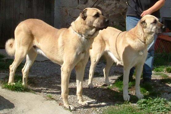 What is a Kurdish Kangal? (2024) - We Love Doodles