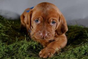 Choosing a Vizsla Breeder in Washington