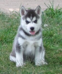 6 Best Pomsky Breeders in New Jersey!