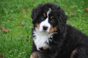Choosing a Bernese Mountain Dog Breeder in Connecticut