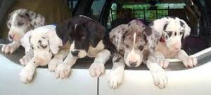Choosing a Great Danoodle Breeder in the United States