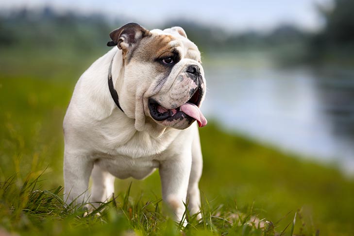 English Bulldog Puppies in Rhode Island: Top 11 Breeders!