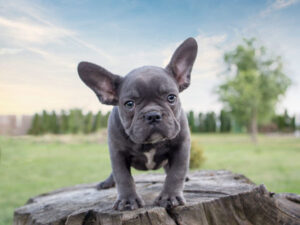 Choosing a French Bulldog Breeder in Delaware